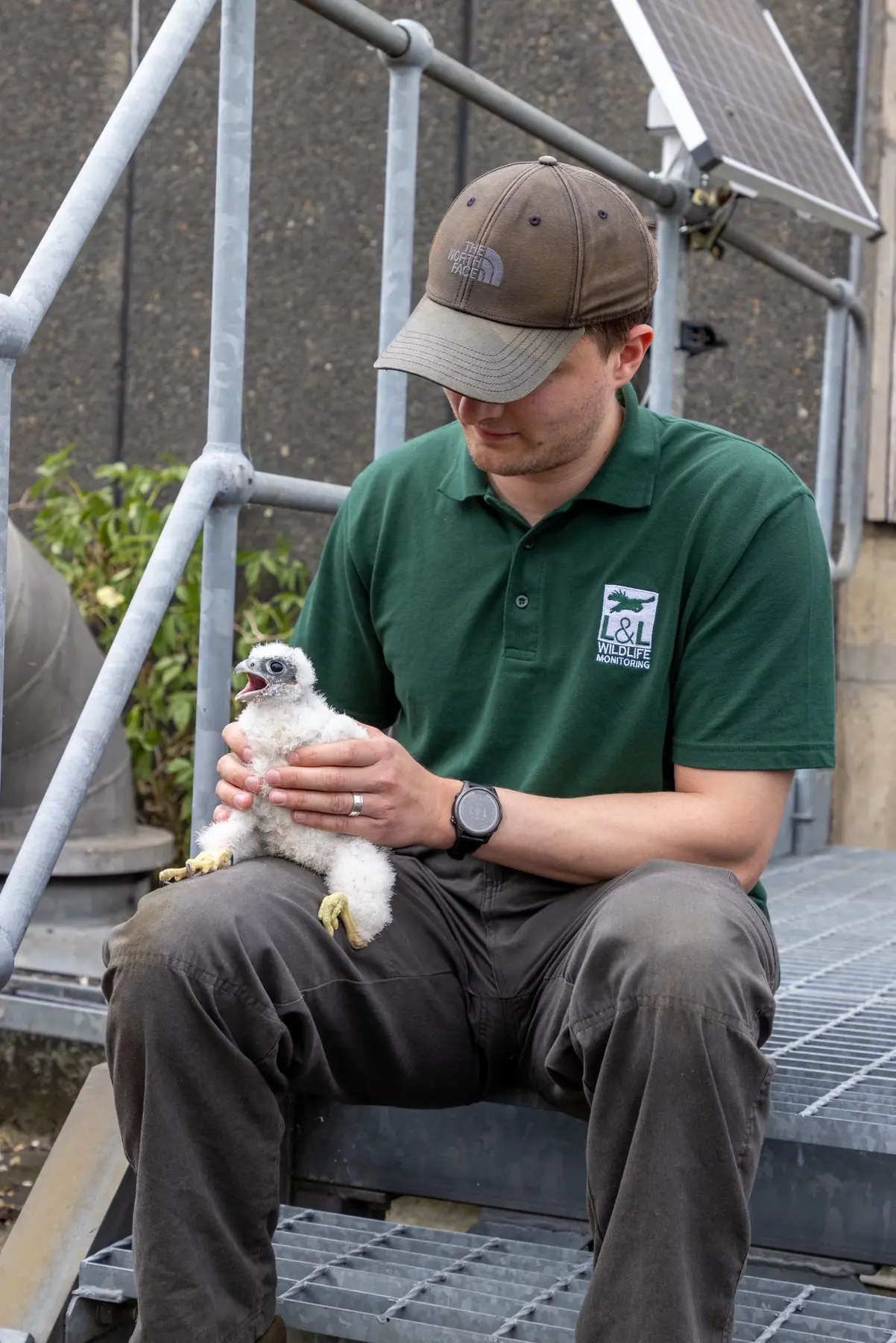 L&L team member holding a young bird during a licensed monitoring visit