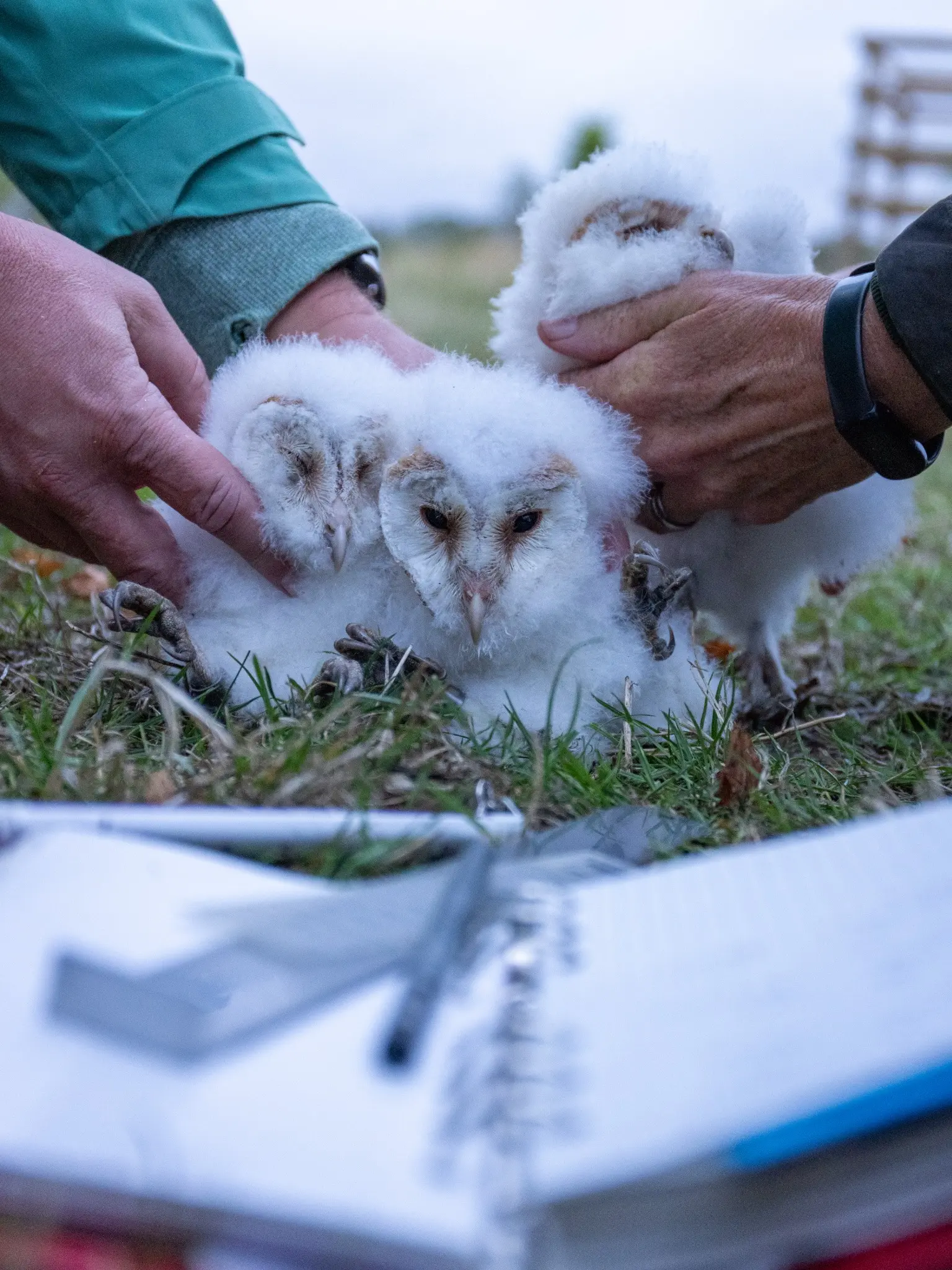 Three barn owl owlets during ringing at Lopemede Farm