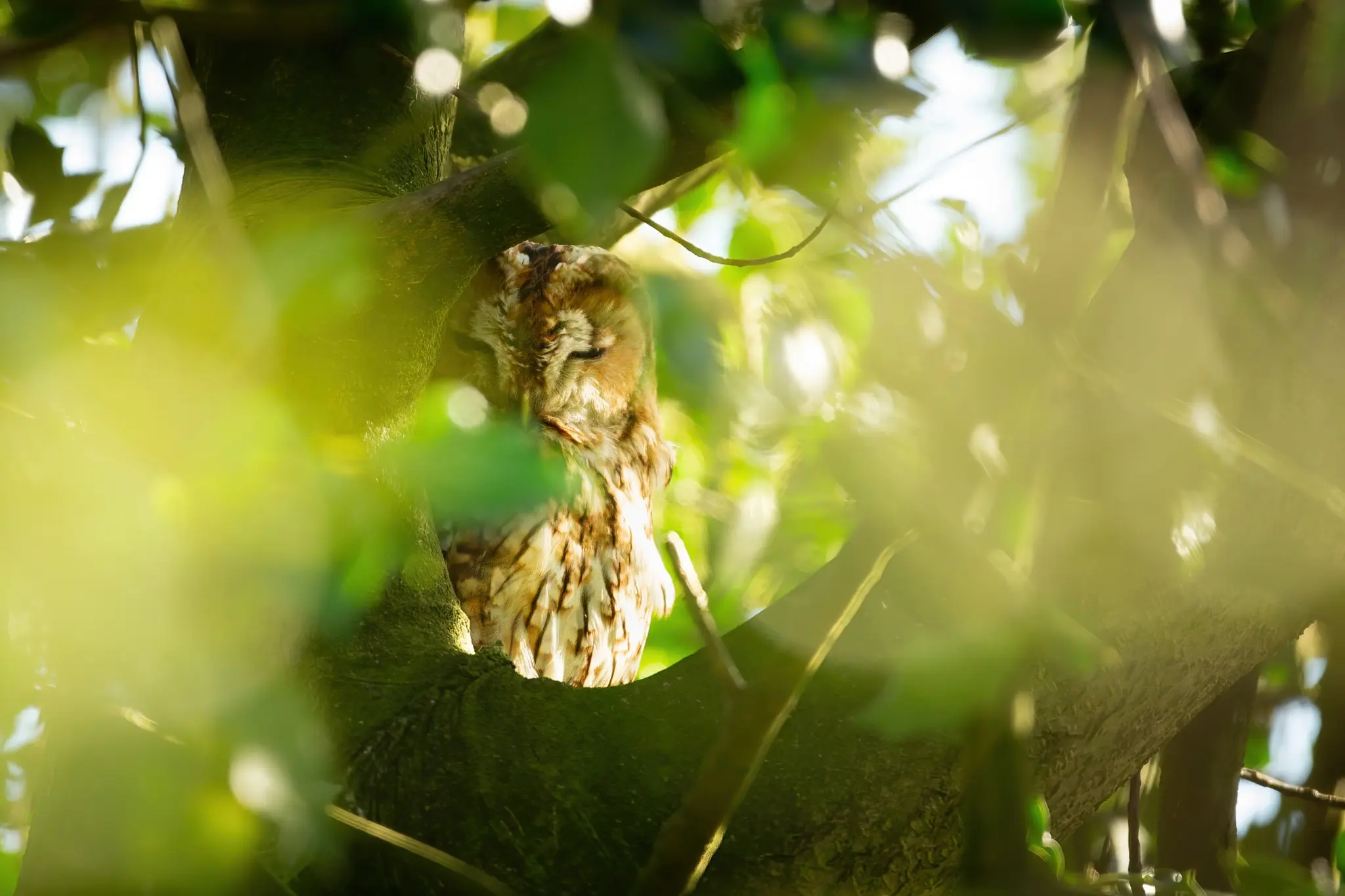 Tawny owl resting among sunlit leaves