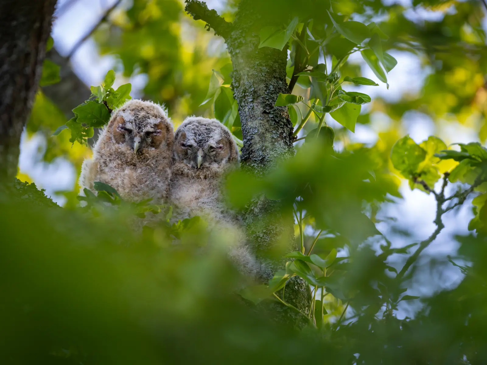 Two tawny owl owlets perched together in a tree