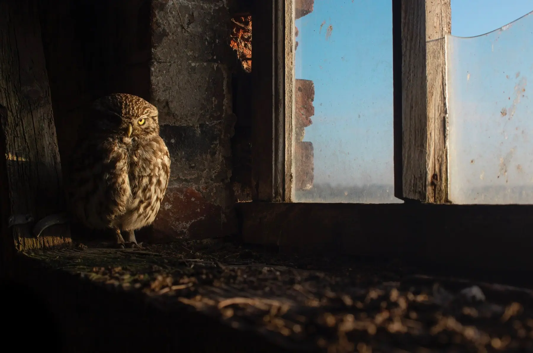 Little Owl monitored at Woodoaks Farm